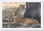 14SerengetiDayGameDrive - 096 * Lioness and cubs enjoying a mid-day nap in the shade.